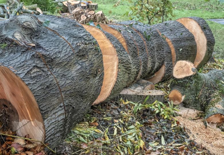 Filling the FLEGT information gap