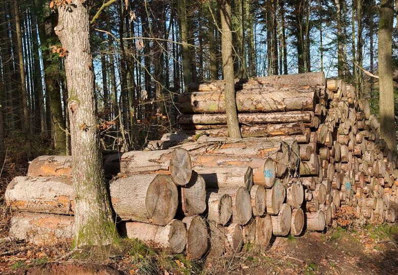 New training turns EUTR due diligence to timber trade advantage