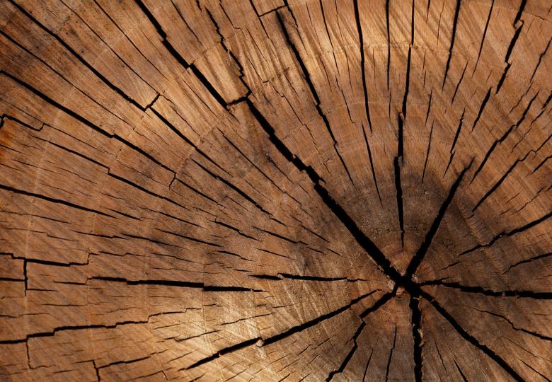 Closing the Gaps on Illegal Timber Trade