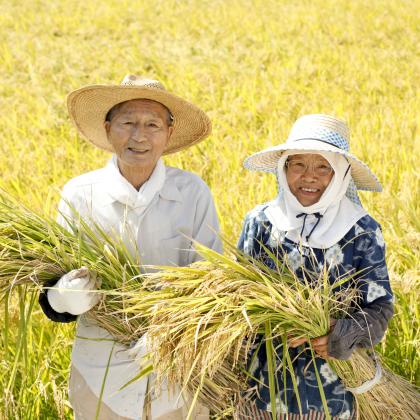 rice farmers