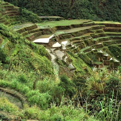 RiceTerraces