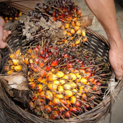 PalmOil