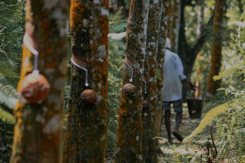 rubber trees