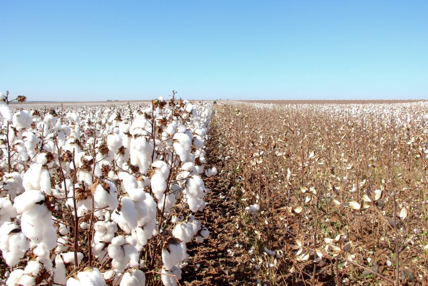 cotton production