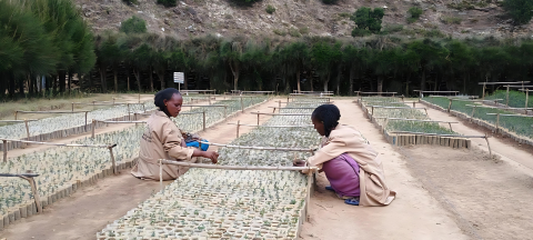 The Desa’a Restoration Project: Restoring ecosystems, empowering people