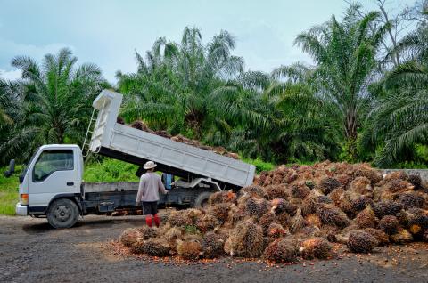 palm oil