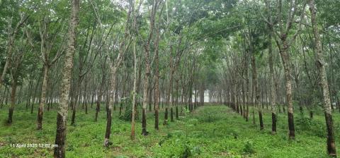 rubber plantation in Thailand - David Hadley