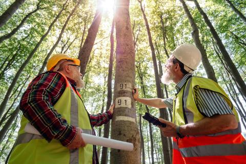 forestry workers in Bulgaria