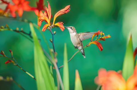 hummingbird