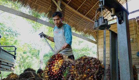 A worker weighs tokens of oil palm fruit at a warehouse in Kutamakmur, North Aceh, Aceh Province, Indonesia