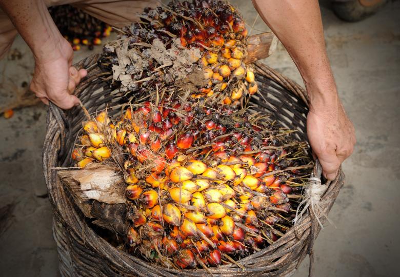 Palm oil