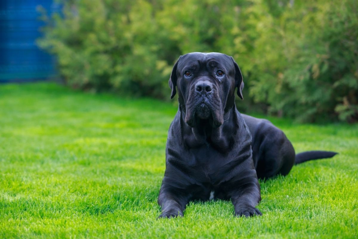 CANE CORSO ITALIANO usposobienie, opis rasy psów Psy.pl CANE CORSO ITALIANO usposobienie, opis rasy psów Psy.pl