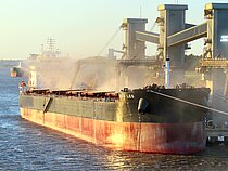 SEA LEO