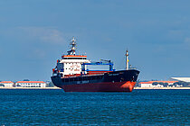 CAPE LILY