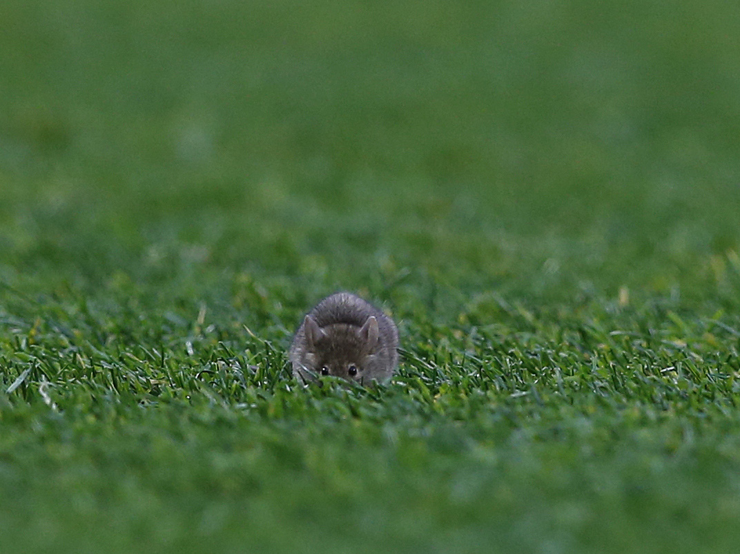 This mouse was photographed on the Old Trafford pitch in 2016. The problem is still there (©Gallo Images)