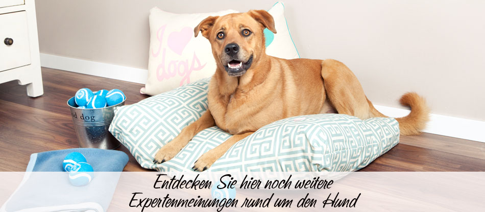 Westwing Hunde