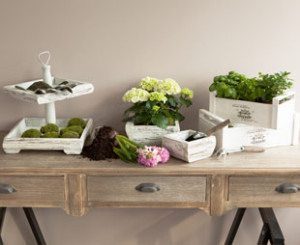 Plantas Plantas