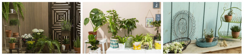 Decoración exterior plantas