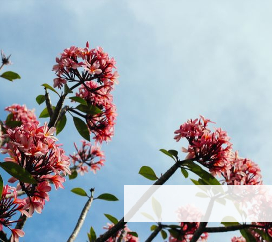 Primavera