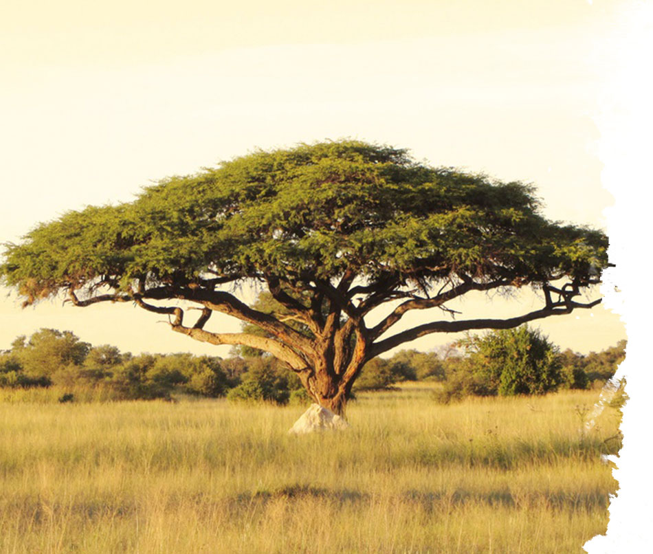 Memorias de África