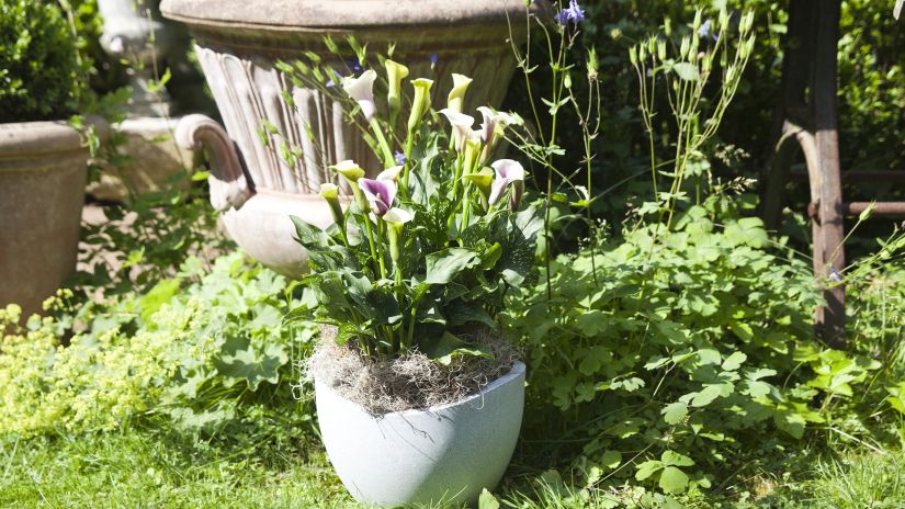 fontaine de jardin, pot de fleur, pot en terre cuite