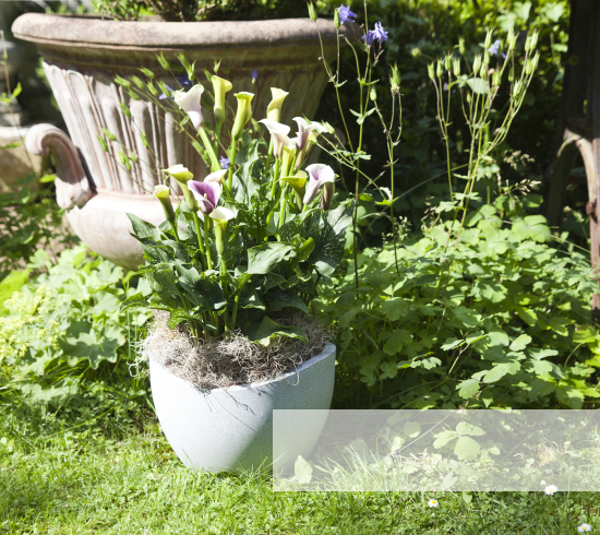 Jardin