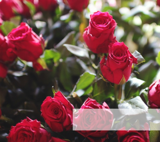Langage des fleurs