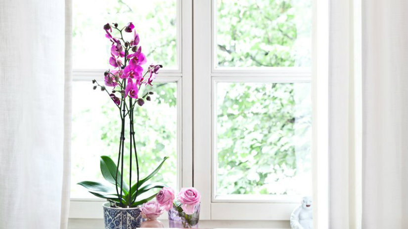 linguaggio dei fiori orchidea