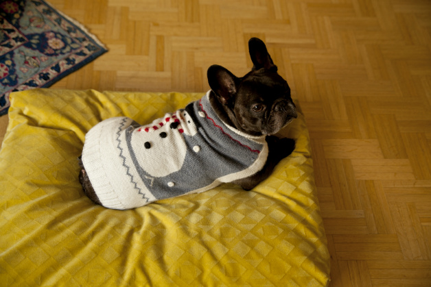 Cuscini per cani Cuscini per cani