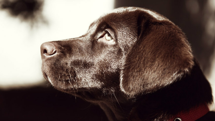 ciotole per cani