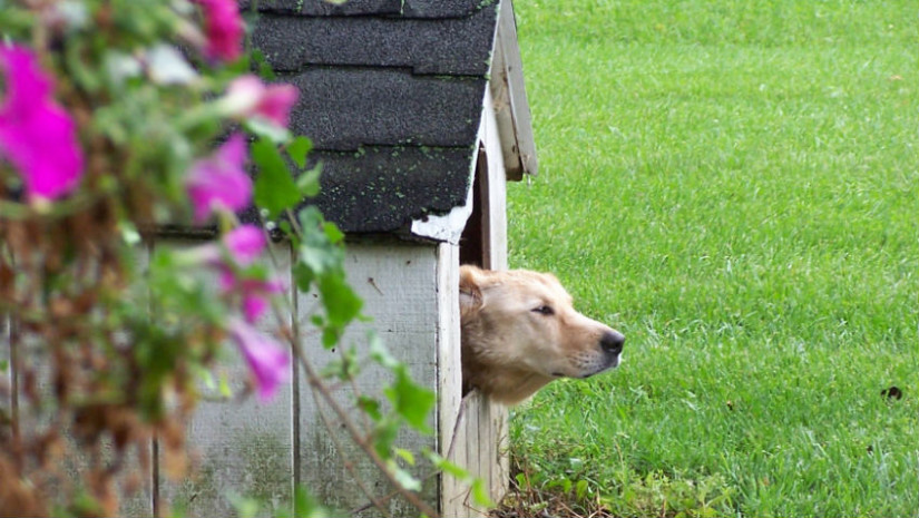ciotola per cane cuccia