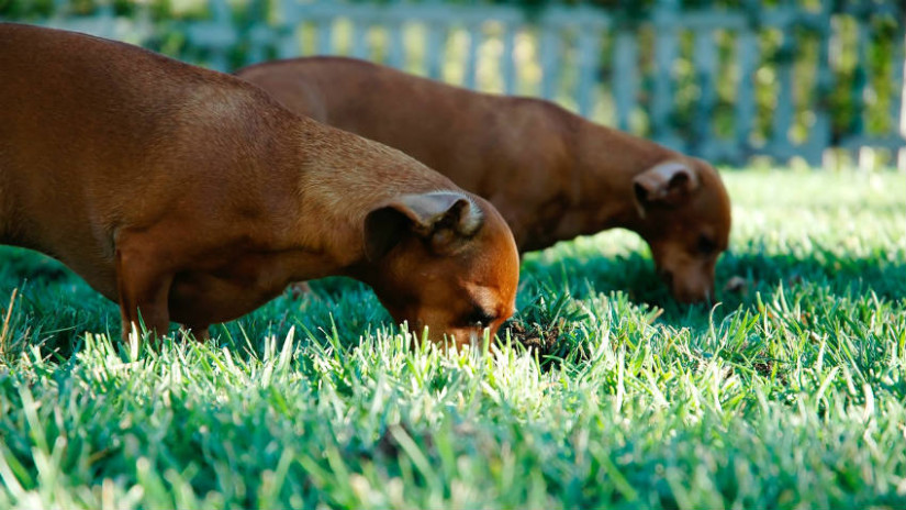 ciotola per cane