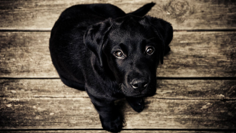ciotola per cane