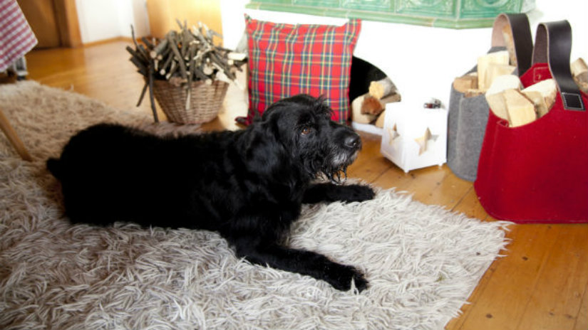 cuscini per cani grandi cuscini per cani cane tappeto