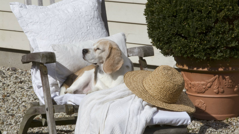 cuscini per cani grandi cuscini per cani sedia cane