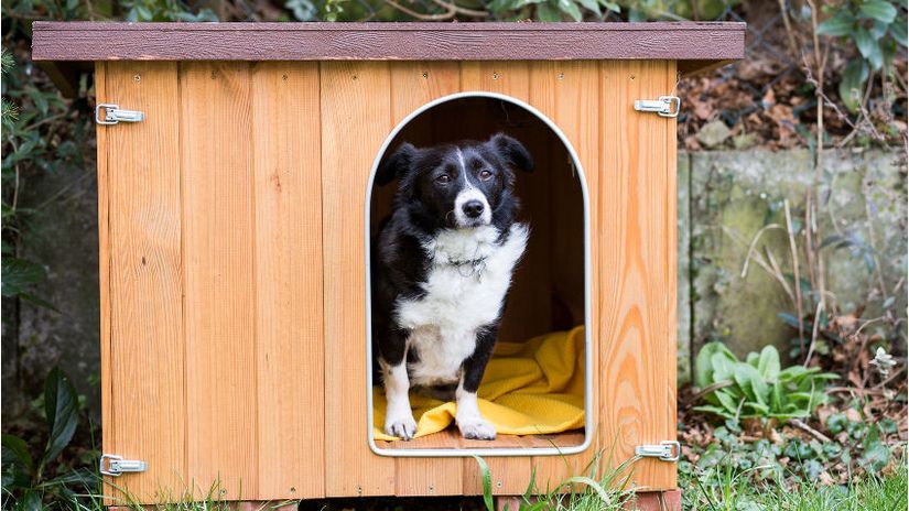 cuscini per cani grandi cuscini per cani cuccia cane