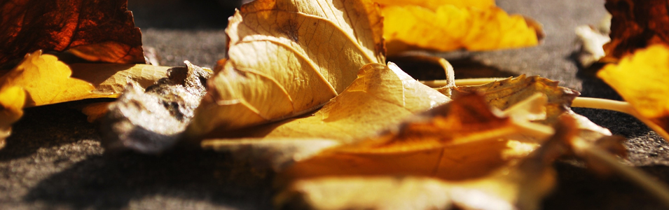 Orange-Leaves