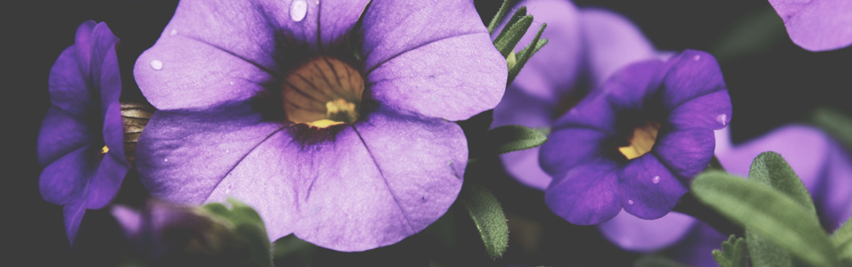 violet