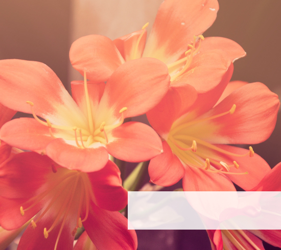 lente