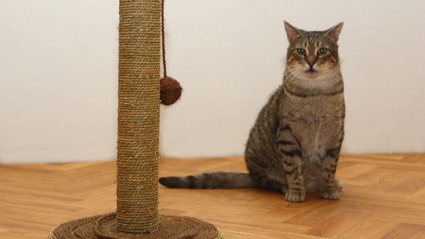 kat met kattenspeeltje