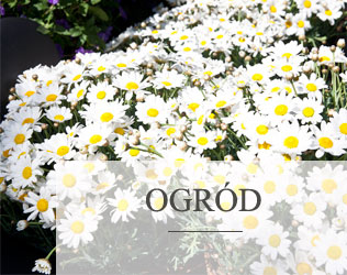 ogrod