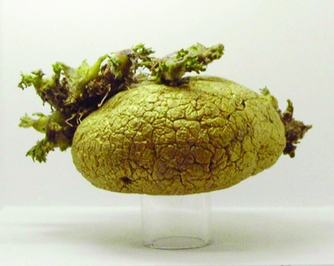 Golden Potato by Julie Hill