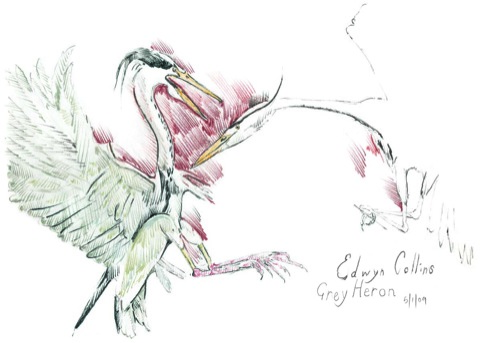 Grey Heron by Edwyn Collins