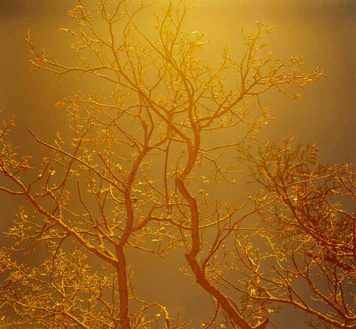 Untitled (Nature Study 2)