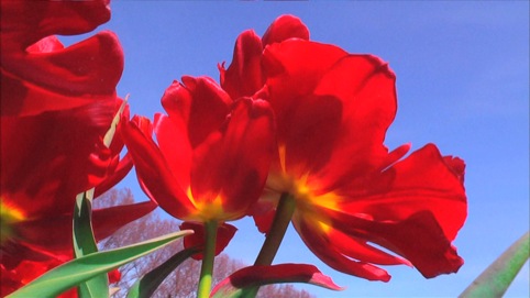 Pipilotti Rist, Lobe Of The Lung, 2009, audio video installation at Museum Boijmans Van Beuningen,