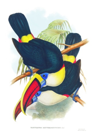 classic toucans