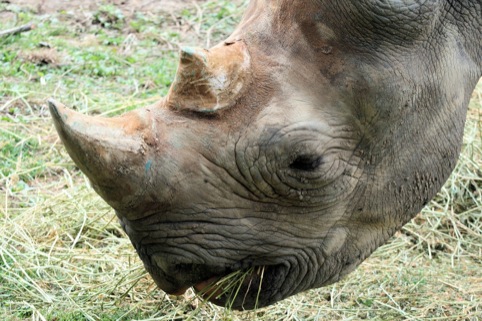 a non-celebrity rhino