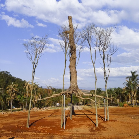 Giuseppe Penone, Elevazione bronze 5 guarita trees 