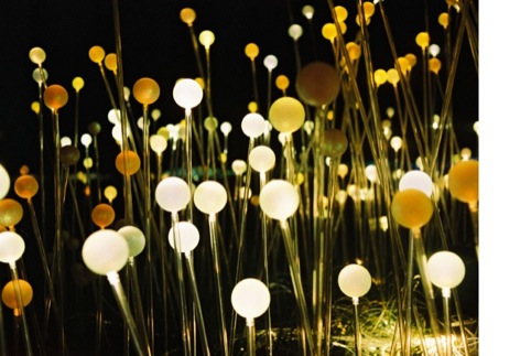 Bulbs in the Field of Light