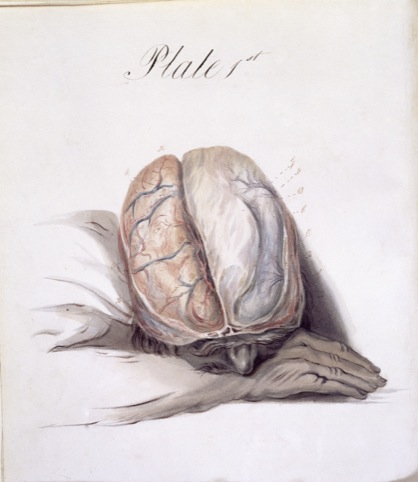 Sir Charles Bell, The Anatomy of the Brain 